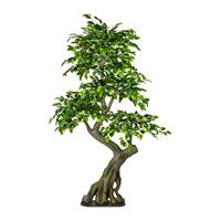 FICUS BENJAMINI 170X80CM VERDE