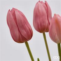 TULIPANO OLAND.RAMO H73 ROSA