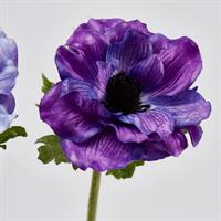 ANEMONE REX H40 VIOLA SCURO