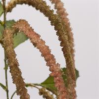 AMARANTHUS RAMO H130