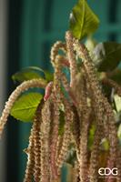 AMARANTHUS RAMO H130